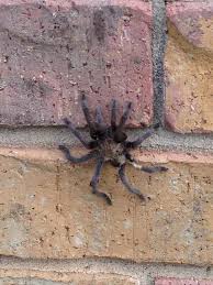 The only way to permanently get rid of mice in your home! About Us Pest Exterminator Aubrey Tx A Smart Pest Control