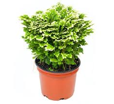 Image result for Selaginella nivea