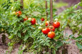 Generalized tomato plant adapted from plant pathology 4th edition by g. Growing Tomato Plants General Planting Growing Tips