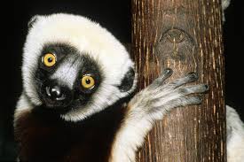 Image result for lemur