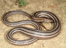 It is one of around 120 species of lizards that have no limbs, or only very small vestigial. Burton S Legless Lizard Wallpapers Animal Hq Burton S Legless Lizard Pictures 4k Wallpapers 2019