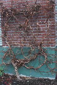 We did not find results for: Hydrangea Anomala Var Petiolaris Landscape Plants Oregon State University