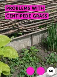Check spelling or type a new query. 9 Best Centipede Grass Seed Ideas Centipede Grass Centipede Grass Seed Grass Seed