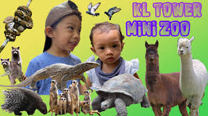 Minizoo dobuļi var iepazīties ar daudzveidīgu un interesantu savvaļas dzīvnieku, mājdzīvnieku un putnu kolekciju. Wild Zoo Animal Sz S Adventure At Kl Tower Mini Zoo Kuala Lumpur Animal Sound Numbers More Youtube