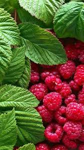 19,577 my fruits info premium high res photos. Good Morning All My Friends Time From Indonesia Fruit Photography Beautiful Fruits Fresh Fruit