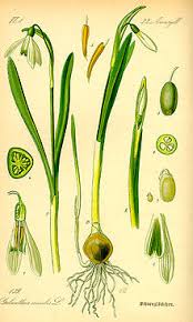 Since 1950 we have been providing a wide range of perennials, annuals, bulbs, shrubs, vines, amaryllis, gardening tools & supplies, and gifts for gardeners. Galanthus Wikipedia
