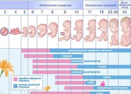 Selain gejala kehamilan yang mulai mereda, di kehamilan 11 minggu ini mom juga munkin merasakan penuh pada bagian dada. 11 Minggu Kehamilan 61 Foto Apa Yang Berlaku Kepada Bayi Dan Ibu Pada 10 11 Minggu Obstetrik Berapa Bulan Perkembangan Dan Sensasi Pada Minggu 9 Dari Konsepsi Sakit Belakang Apa Yang Perlu Dilakukan Seks