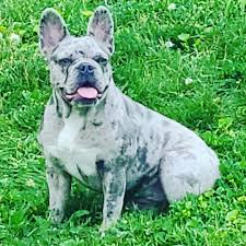 Use the search tool below and french bulldogs can be good with cats, but it depends on the individual dog. French Bulldog Puppies Ohio Home Facebook