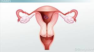Body parts reproductive the human digestive system parts of the human body reproductive organ female man reproductive system male reproductive organs male reproductive organ boy nervous male. Female Reproductive System Functions Structures Video Lesson Transcript Study Com