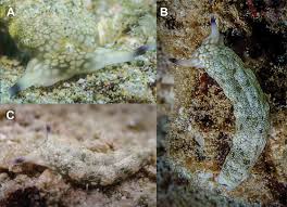 Image result for Kotschya stolonifera