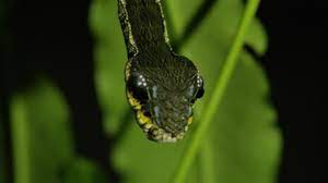 hair transplant on twitter moth caterpillar hawk moth snake caterpillar