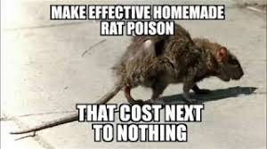 Effective Homemade Rat Poison That Cost Next To Nothing Survive Our Collapse