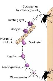 Asexual cycle or schizogony that occurs in humans and sexual cycle or sporogon. Life Cycle Of Malarial Parasite Diagram Brainly In