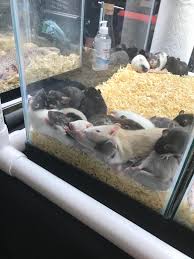 Shop dog food & pet supplies online today. The Sleeping Mice Pile At The Tampa Exotic Animal Show Aww