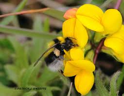 Image result for Bombus hortorum