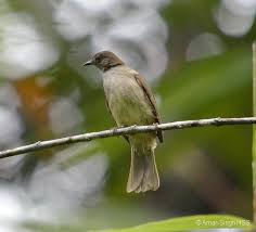 Untuk beberapa sebagian jenis merpati jantan memiliki tubuh yang kekar dan juga panjang, karena memang burung merpati jantan sering beraktivitas terbang. The Decoration Burung Cucak Lumut Jantan Dan Betina Cara Membedakan Perenjak Lumut Jantan Dan Betina Tribun Kicau Hewan Habitat Betina Perubahan Warna Pada Bagian Leher Ini Mulai Terjadi Ketika Burung