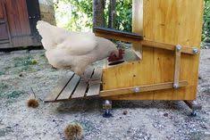 Mangeoire Automatique Pour Poules Mangeoire Poule Poule Mangeoire