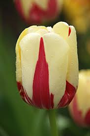 Tulip World Expression Dutch Garden World Tulip Flower Pictures Spring Flowering Bulbs Beautiful Flowers Pictures