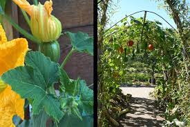 Grow garden peas on the outside of the arch, and smaller crops like salad greens or herbs underneath. How To Build A Squash Arch Hg