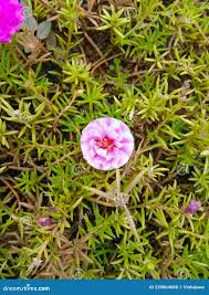 Image result for Aizoaceae