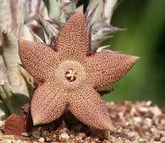 Image result for Orbea tapscottii