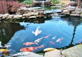 Kolam koi minimalis dengan tambahan kaca 12 mm dibagian depan menggunakan 4 bh chamber dengan kombinasi media filter. Cara Merawat Ikan Koi Di Kolam Terbuka Jualkoi Id