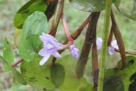 Image result for Heteranthoecia  guineensis