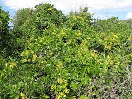 Image result for Tristellateia africana