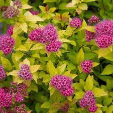 Image result for Spiraea bumalda