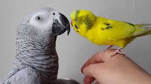 Jako Papagani Ve Muhabbet Kusu Muhabbet Kuslari Papagan Kusu