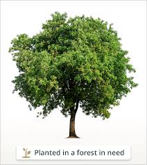 Schedule 777flowers in scottsdale, arizona (az) for your event. Messinger Mortuaries Funeral Flowers Scottsdale Az Legacy Com