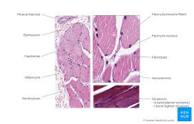 Tendon diagram under microscope : Skeletal Muscle Tissue Histology Kenhub