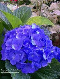 Flowers that start with p is an another amazing list of names from wordmom. 47 Flowers That Start With H Ideas Flowers Planting Flowers Love Flowers