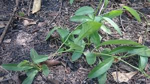 Image result for Aniseia martinicensis