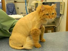 Find 78 local pet grooming services near you. Kentwood Pet Grooming Pet Groomers