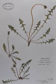 Image result for Taraxacum sp.