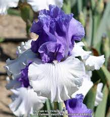 Photo Of The Bloom Of Tall Bearded Iris Iris Ben S Finale Posted By Aruba1334 All Things Plants Iris Garden Iris Flowers Amazing Flowers