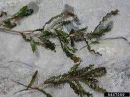 Image result for Potamogeton crispus
