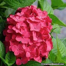 Hydrangea Red Sensation Red Hydrangea Hydrangea Mophead Hydrangea