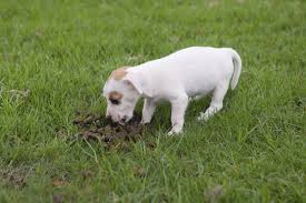 Für den hund hingegen ist kot, unabhängig davon ob der eigene, der anderer tiere oder sogar vom menschen, in keinem maße eklig. Koprophagie Bei Hunden Vtg Tiergesundheit