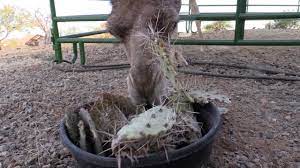 Analysis | spiders could theoretically eat every human on earth in one year. Pair Of Camels Enjoy Eating Spiky Cacti Youtube