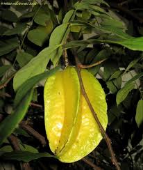 Image result for Averrhoa