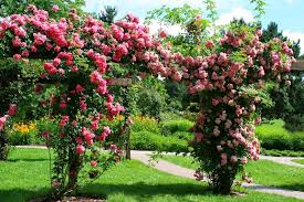 Najlepsa Dvorista Kletterrosen Gartentor Rosa Garten
