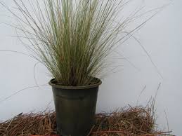 Image result for Aristida canescens