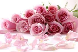 Bunga ros pink mewakili perasaan penuh kesyukuran dan kegembiraan. Gambar Bunga Rose Pink Gambar Bunga Mawar Ungu Mawar Merah Mawar Putih Mawar Kuning Bunga Mawar Pink Cantik P Gambar Bunga Wallpaper Bunga Indah Mawar Cantik
