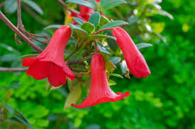 Image result for Cantua