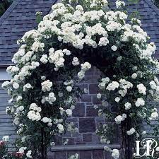 Cl Iceberg Climbing Roses Rose Garden Landscape Iceberg Climbing Rose