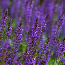 It will get to be roughly 1.5 metres high and about. Salvia Nemorosa Mainacht Bloemenhuis