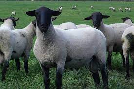 Top 5 Rase De Oi De Carne Care Merg Crescute Foarte Bine In Romania