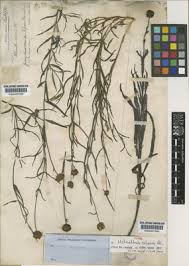 Image result for Polysphaeria harrisii